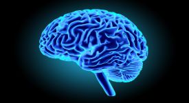 cerveau