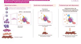 Schéma serotonine