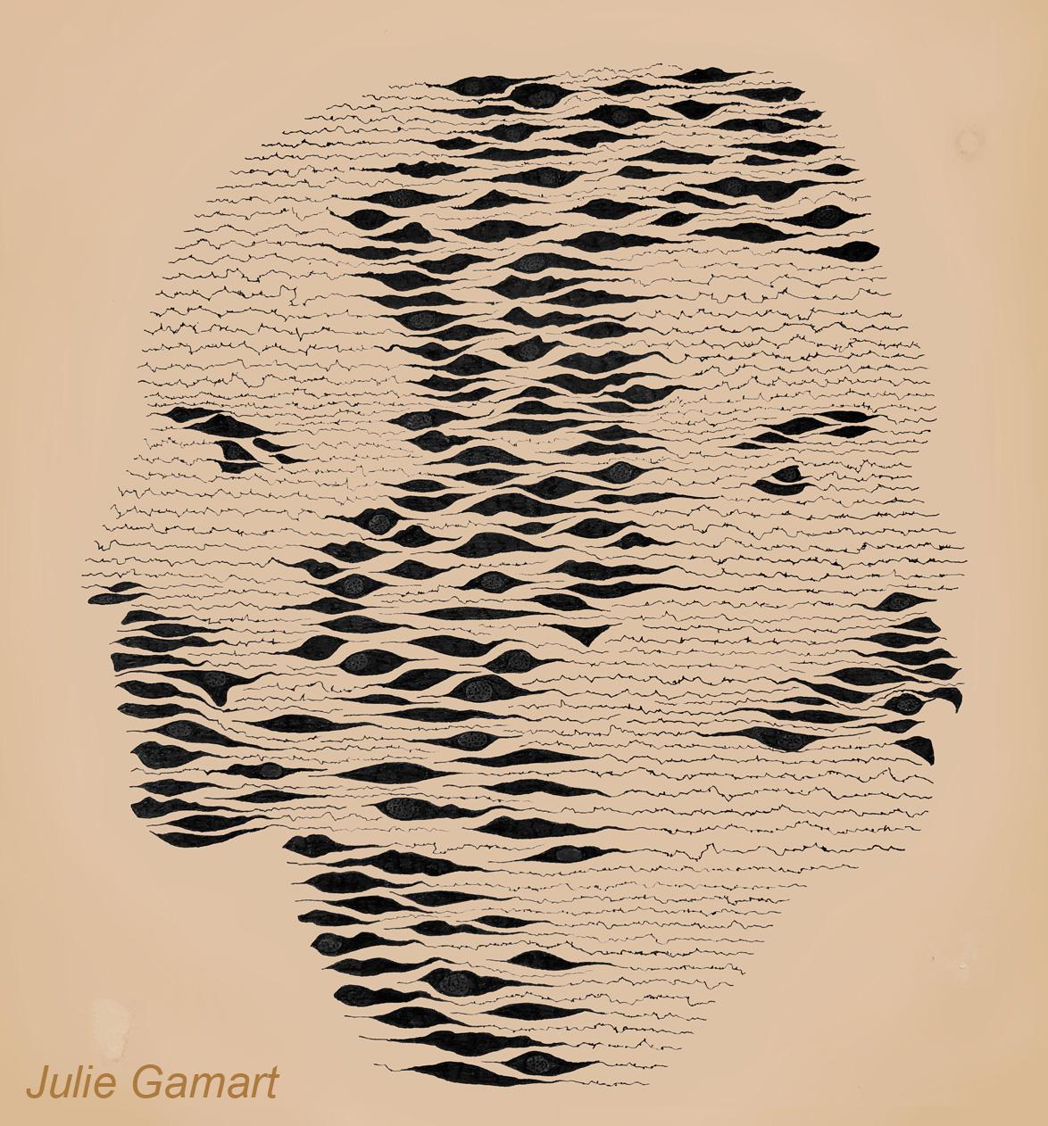 Cajal_Retzius