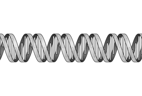 ADN